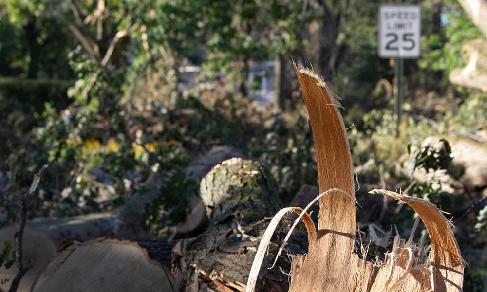 Blog - Close Up of Tree that has Fallen on the Side of the Road with a 25 Mile Per Hour Sign in Background