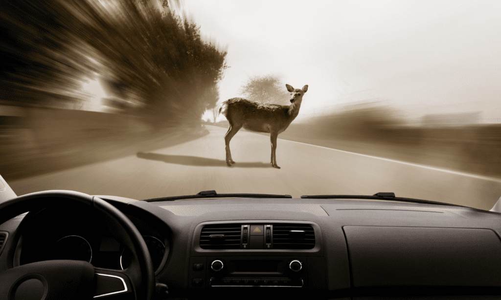 A car driving quickly toward a deer